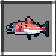 Coho Salmon
