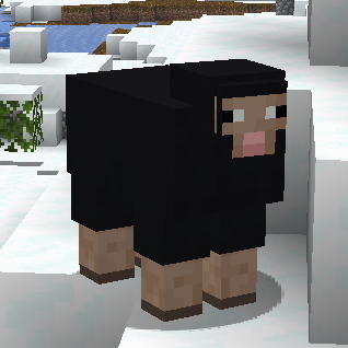 Sheep