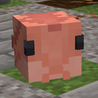 Shrimp