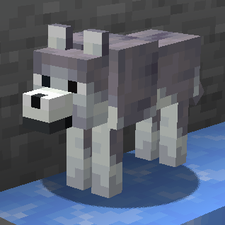 Coyote