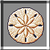 Sand Dollar
